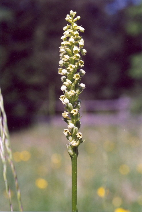 Pseudorchis albida